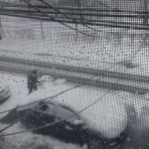 NY HAS BEEN DECLARED STATE OF EMERGENCY